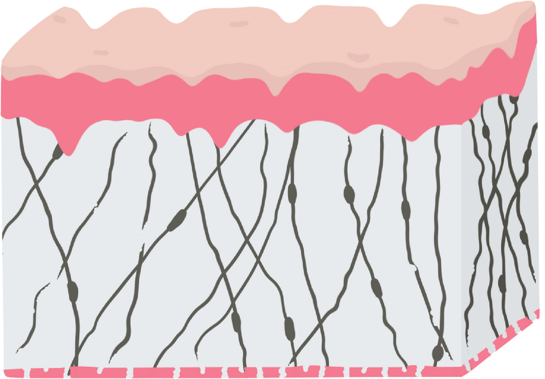 Collagen in Skin